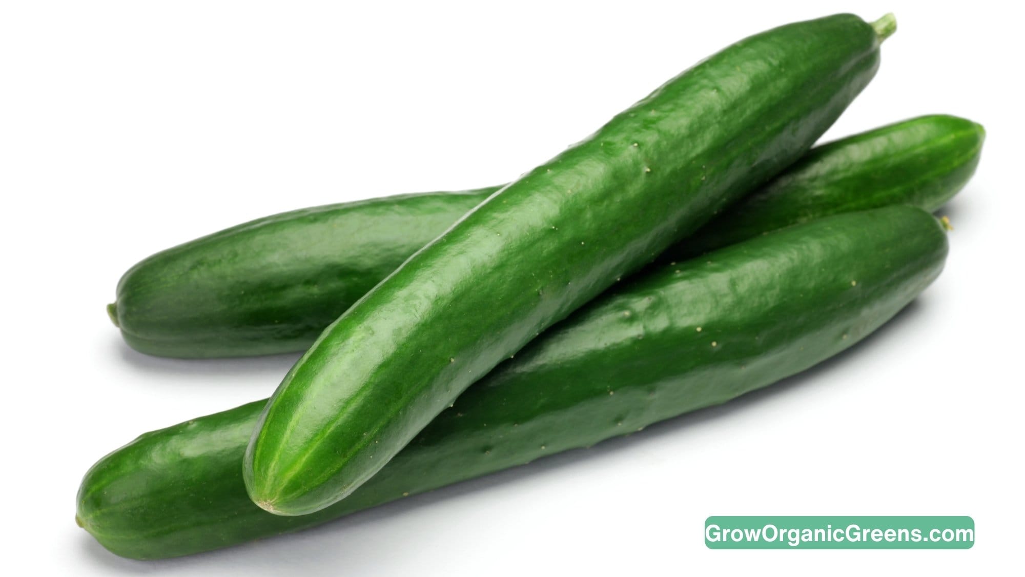 How To Grow And Care For Long Cucumbers How To Grow And Care For Long Cucumbers